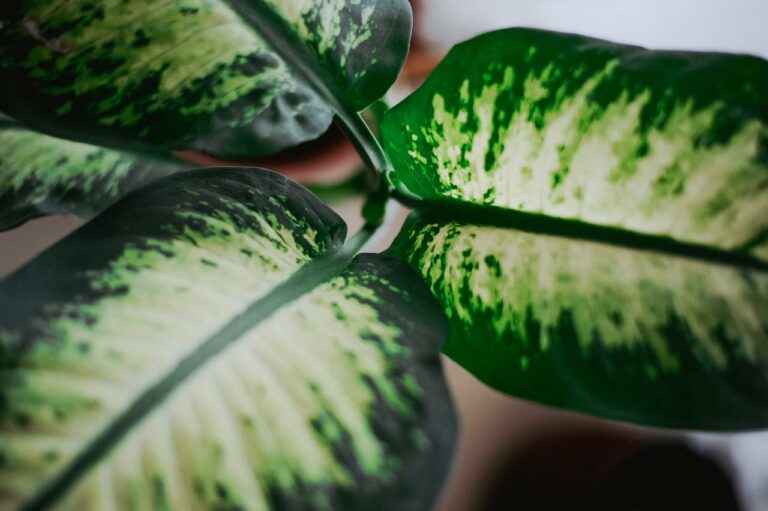 Dieffenbachia gele bladeren onderaan: wat zijn de oorzaken en hoe los je het op?