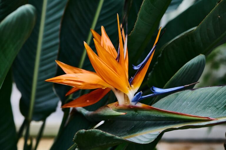 Strelitzia gele bladeren: wat zijn de oorzaken en hoe los je het op?