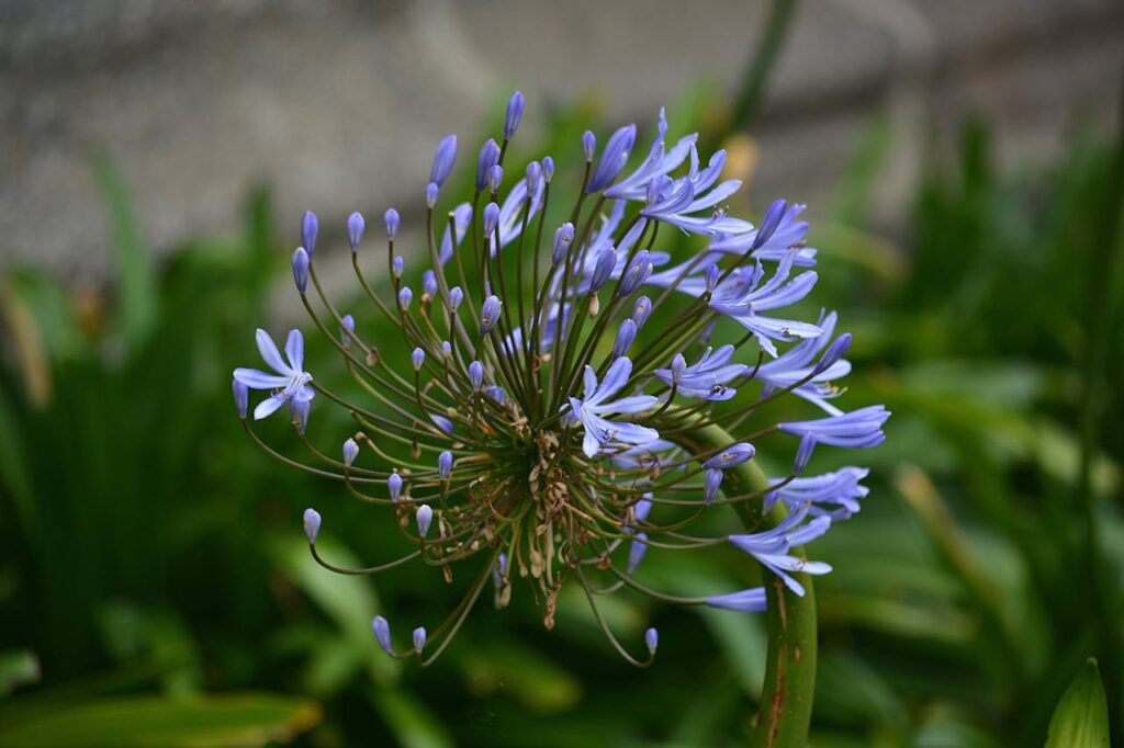 agapanthus gele bladeren