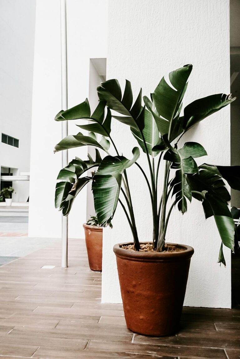 Bananenplant gele bladeren: wat zijn de oorzaken en hoe los je het op?