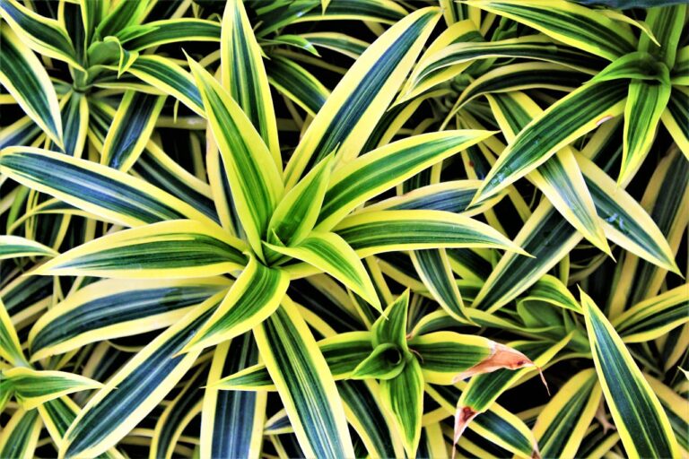 Dracaena gele bladeren: wat zijn de oorzaken en hoe los je het op?