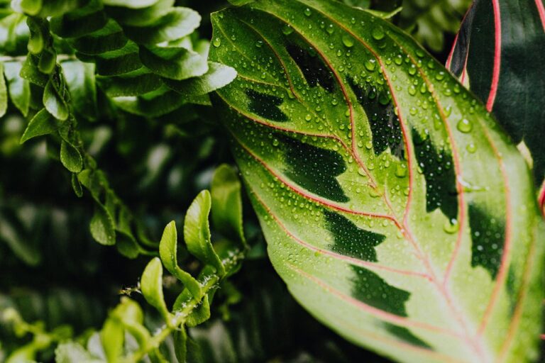 Waarom krijgt mijn Calathea gele bladeren?