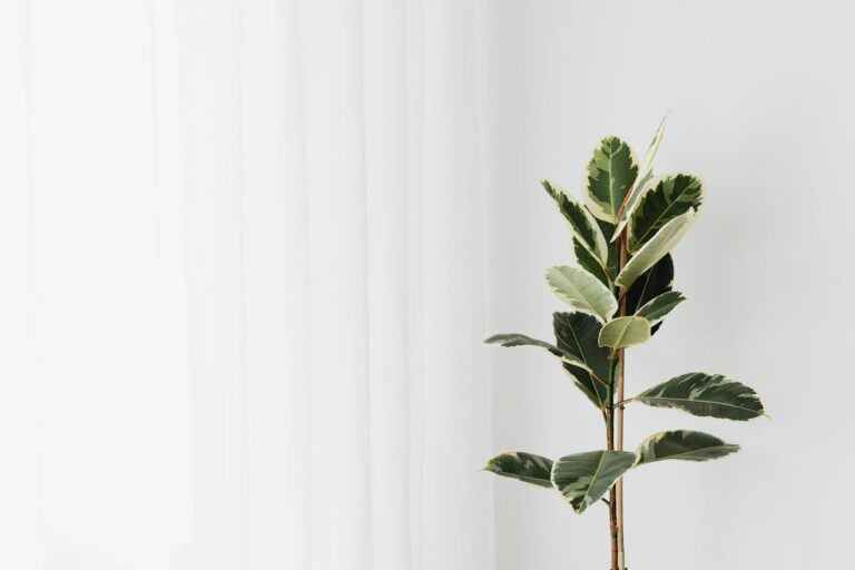 Ficus gele bladeren: wat zijn de oorzaken en hoe los je het op?