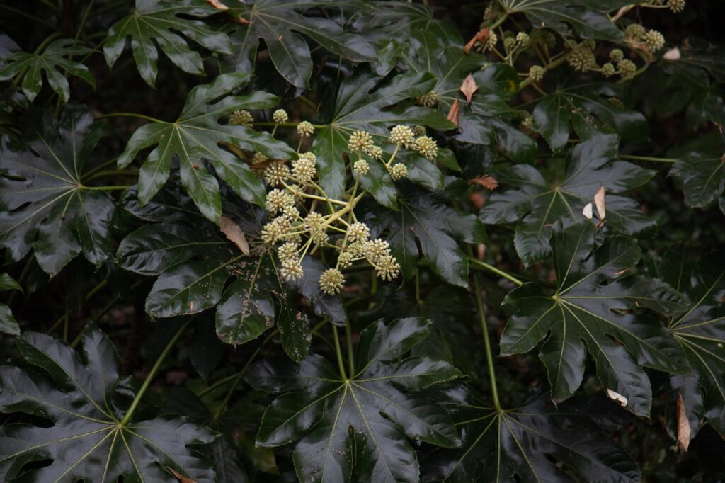 fatsia japonica gele bladeren