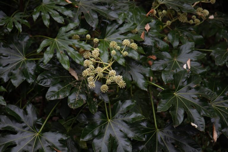 Fatsia japonica gele bladeren: wat zijn de oorzaken en hoe los je het op?