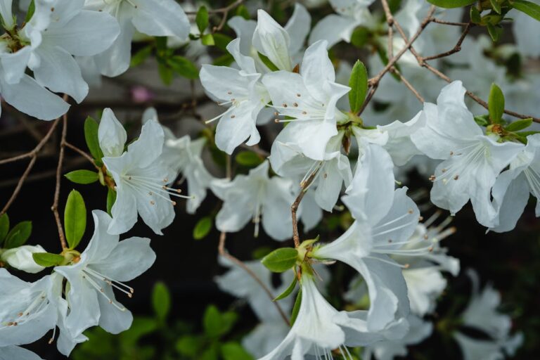Rhododendron gele bladeren: wat zijn de oorzaken en hoe los je het op?