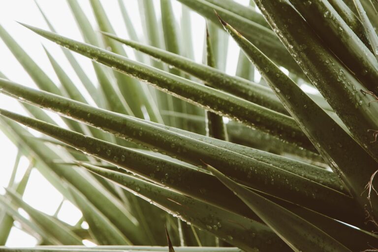 Yucca gele bladeren afknippen: waarom en hoe doe je dat?