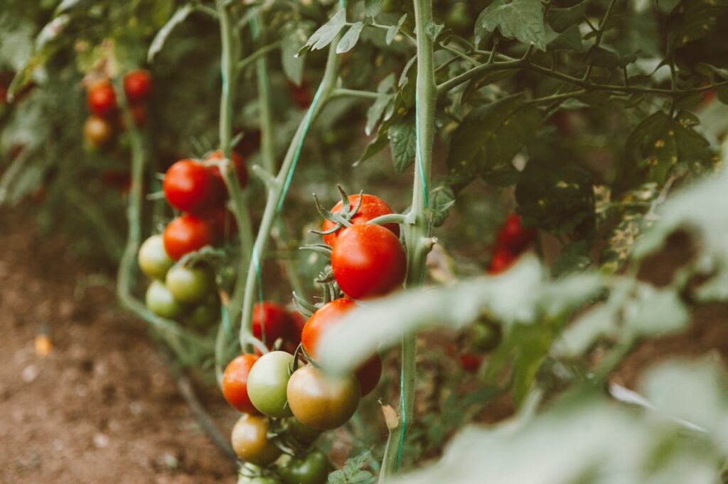 tomatenplant gele bladeren