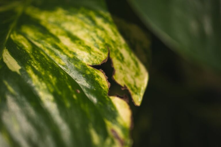Philodendron gele bladeren: wat zijn de oorzaken en hoe los je het op?