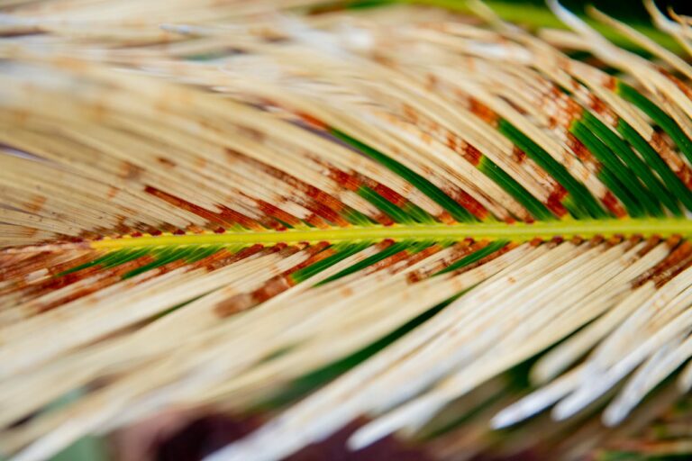 Cycas revoluta gele bladeren: wat zijn de oorzaken en hoe los je het op?