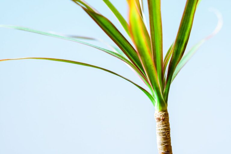 Dracaena Marginata gele bladeren: wat zijn de oorzaken en hoe los je het op?