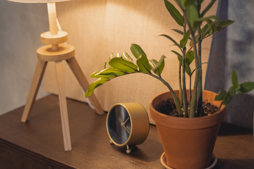 zamioculcas gele bladeren