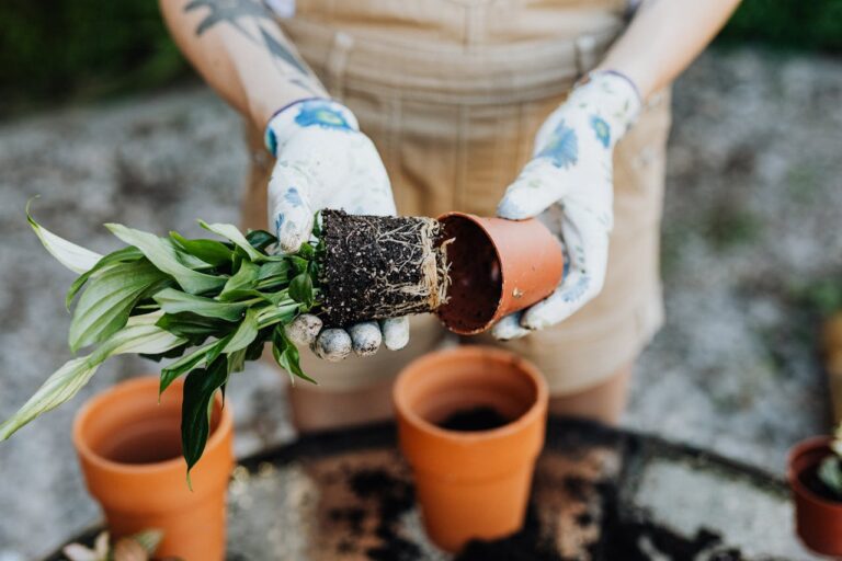 Rust in je tuin: Zo creëer je rust bij je thuis