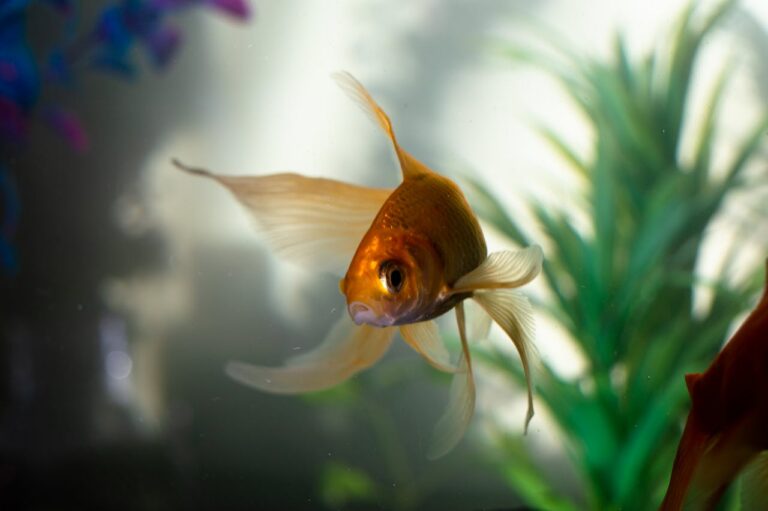 Wat is een goed beginnersaquarium? (2026)