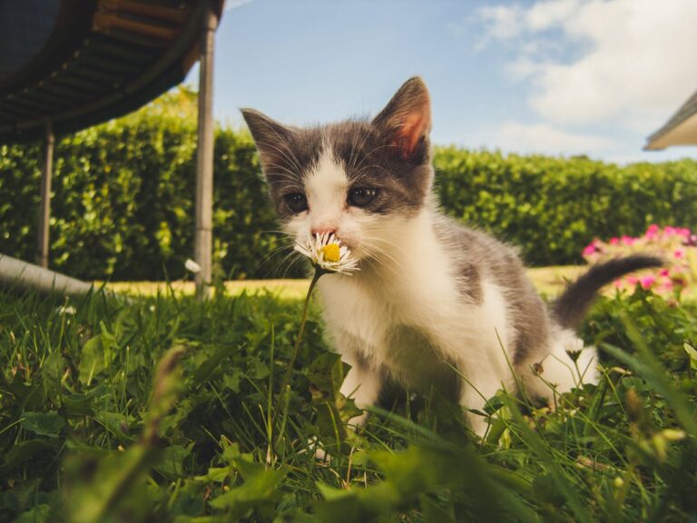 Is ultrasoon geluid effectief tegen katten? (2026)